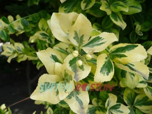 brslen Fortunev Canadale Gold - Euonymus fortunei Canadale Gold