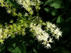 Aruncus dioicus var. Aethusifolius - Aruncus dioicus var. aethusifolius