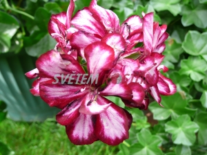 pelargonie Picasso - Pelargonium Picasso