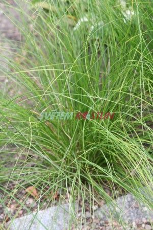 ostice stinn Thinny Thin - Carex umbrosa subsp. sabynensis Thinny Thin