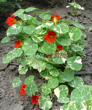 lichoeinice vt Alaska Salmon Orange - Tropaeolum majus Alaska Salmon Orange