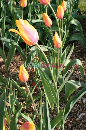 tulipn Long Lady - Tulipa Long Lady