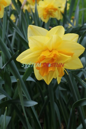 narcis Apotheose - Narcissus Apotheose