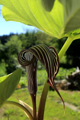 arizma Fargesova - Arisaema fargesii