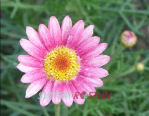 kopretinovec Vancouver - Argyranthemum Vancouver