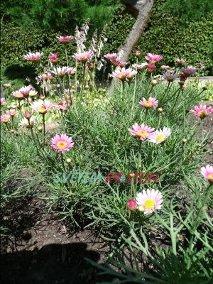 kopretinovec Vancouver - Argyranthemum Vancouver