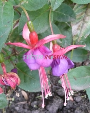 fuchsie Aureum - Fuchsia Aureum