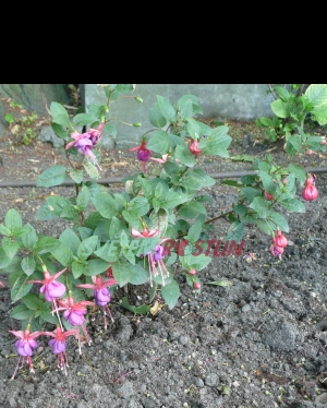 fuchsie Aureum - Fuchsia Aureum