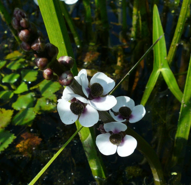 patka vodn - Sagittaria sagittifolia