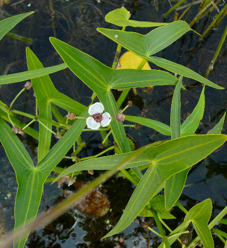 patka vodn - Sagittaria sagittifolia