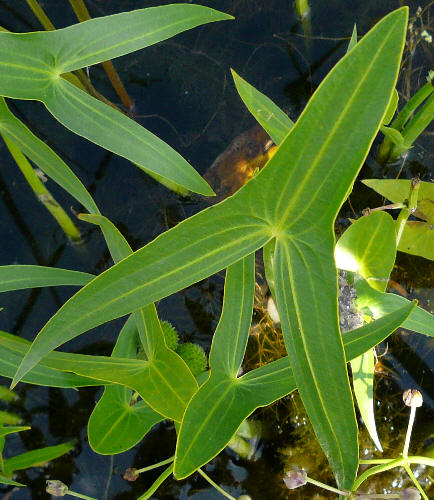 patka vodn - Sagittaria sagittifolia