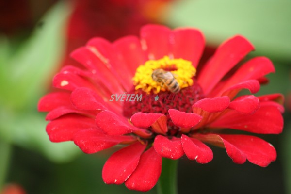 ostlka slin Lawa - Zinnia elegans Lawa