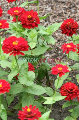 ostlka slin Lawa - Zinnia elegans Lawa