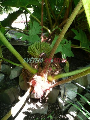 Barota rukvovit - Gunnera manicata