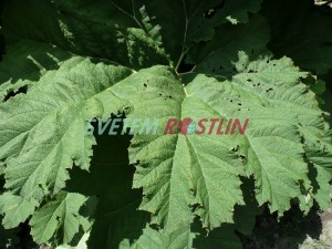 Barota rukvovit - Gunnera manicata