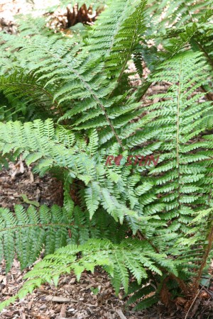 kapradina Braunova - Polystichum braunii