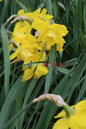 narcis Daydream - Narcissus Daydream