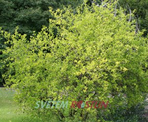 citronenk trojlist - Poncirus trifoliata