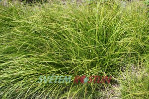 ostice jarn The Beatles - Carex caryophyllea The Beatles