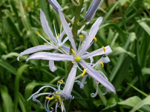 ladonk - Camassia cusickii