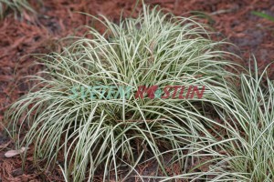 ostice pta noka Variegata - Carex ornithopoda Variegata