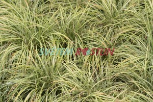 ostice pta noka Variegata - Carex ornithopoda Variegata