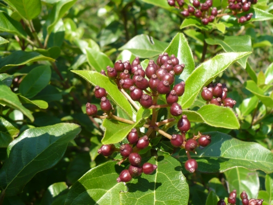 tualaj vavnolist - Viburnum tinus