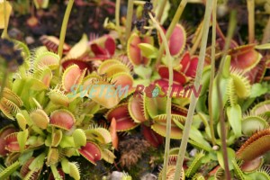 mucholapka podivn - Dionaea muscipula