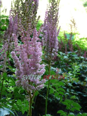 echrava zahradn Bressingham Beauty - Astilbe arendsii Bressingham Beauty