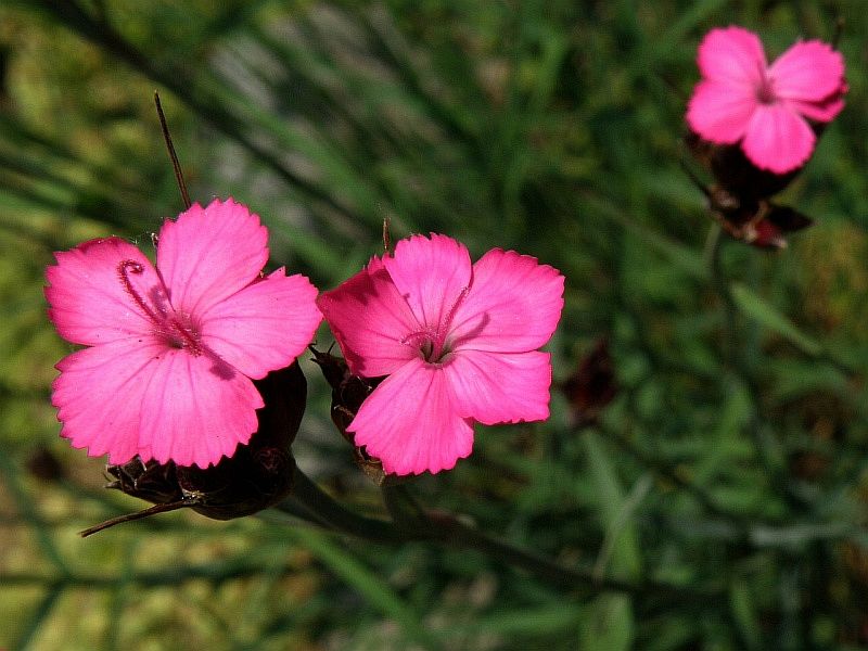 hvozdk kartouzek - Dianthus carthusianorum