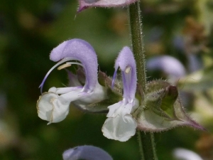 alvj muktov - Salvia sclarea