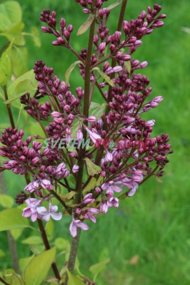 ek hyacintokvt Catinat - Syringa  hyacinthiflora Catinat