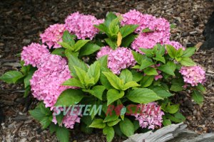 hortenzie velkolist Tovelit - Hydrangea macrophylla Tovelit