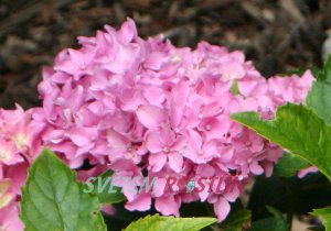 hortenzie velkolist Tovelit - Hydrangea macrophylla Tovelit