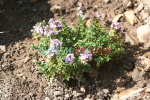 matedouka E. B. Anderson - Thymus  citriodorus E. B. Anderson