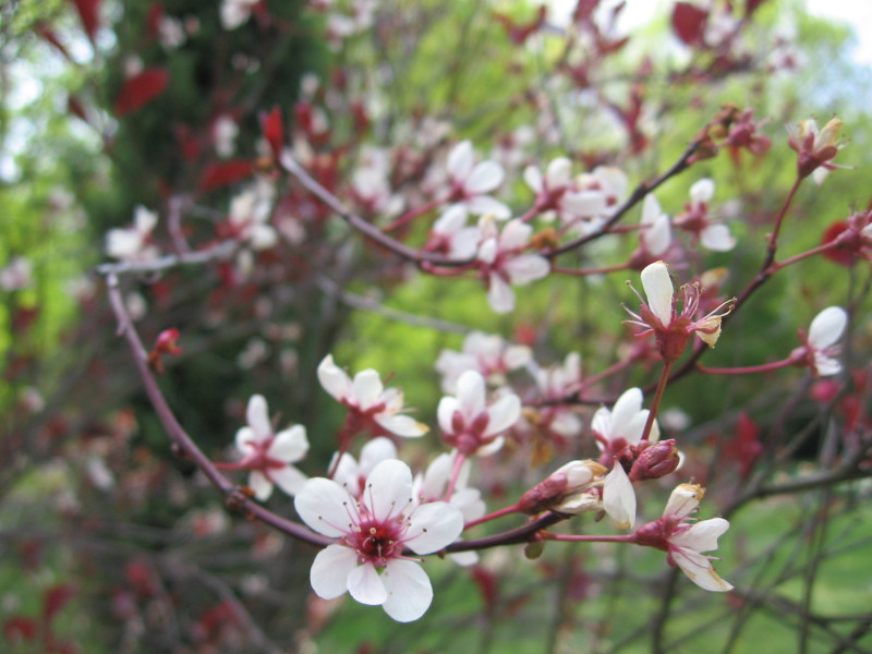 myrobaln cistena - Prunus  cistena