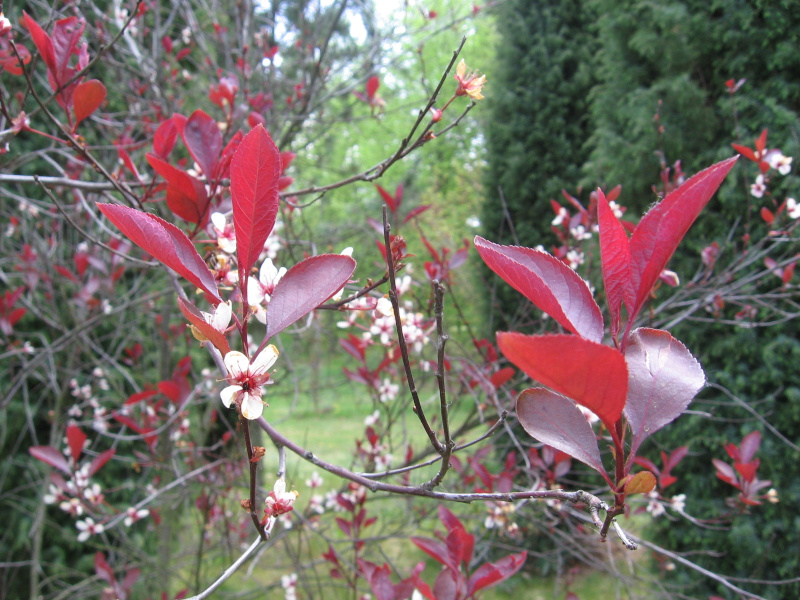 myrobaln cistena - Prunus  cistena