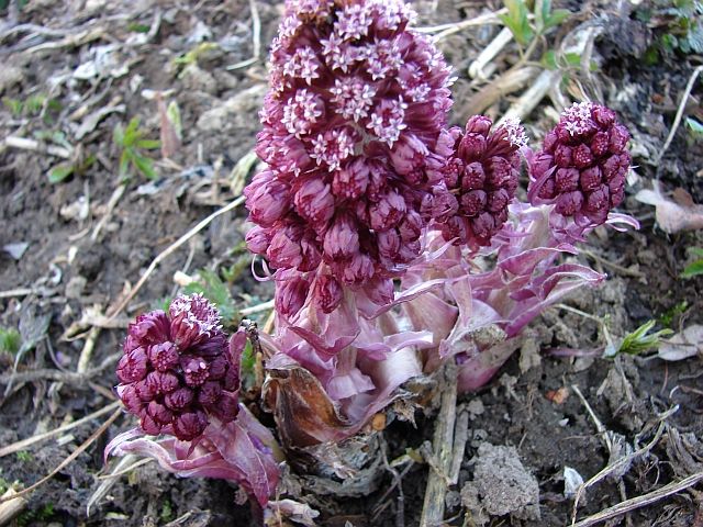 devtsil lkask - Petasites hybridus