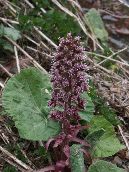 devtsil lkask - Petasites hybridus