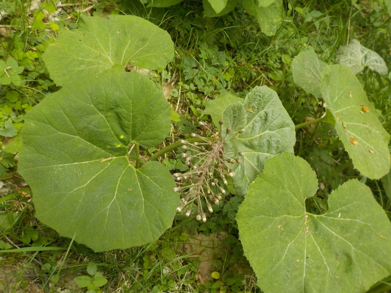 devtsil lkask - Petasites hybridus