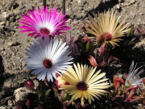 kosmatec sedmikrskovit - Dorotheanthus bellidiformis