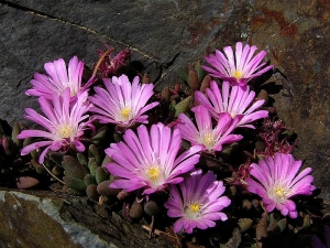 kosmatec sedmikrskovit - Dorotheanthus bellidiformis