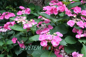 hortenzie velkolist Zaunknig - Hydrangea macrophylla Zaunknig