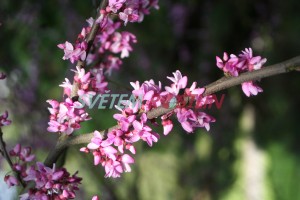 zmarlika kanadsk - Cercis canadensis