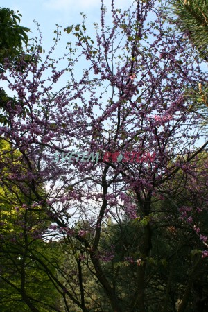 zmarlika kanadsk - Cercis canadensis