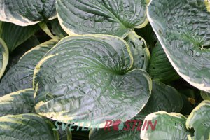 bohyka Christmas Tree - Hosta Christmas Tree