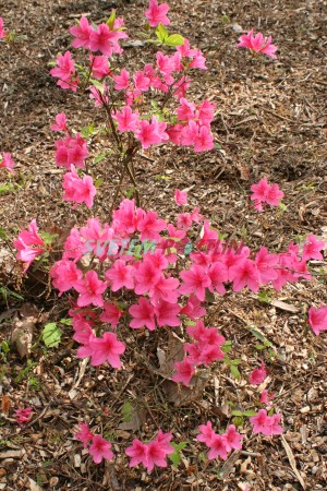 pnink japonsk Betty - Rhododendron japonicum Betty