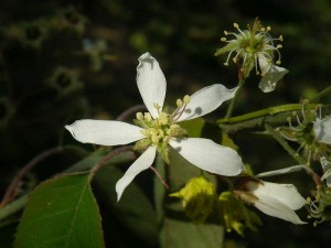 muchovnk Lamarckv - Amelanchier lamarckii