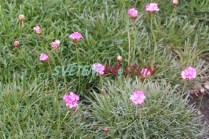 trvnika pmosk Rubrifolia - Armeria maritima Rubrifolia