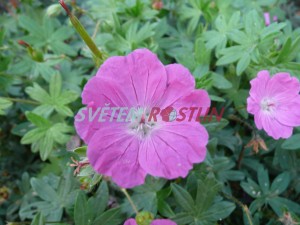 kakost krvav Max Frei - Geranium sanguineum Max Frei